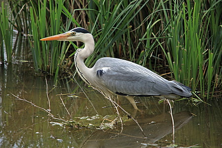 close up photo of bird on swamp thumbnail