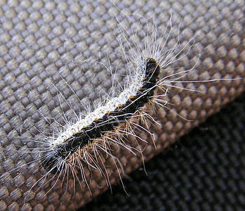 Oak processionary Caterpillar - Thaumetopoea processionea thumbnail