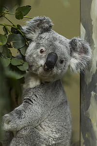 Koala on tree thumbnail