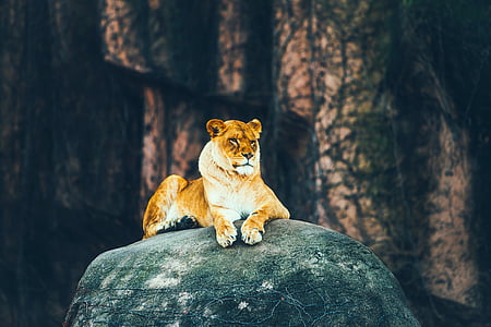 lioness reclining on black stone thumbnail