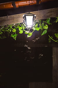 light, house, leaves, lamp thumbnail