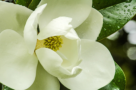 Magnolia Flower, Magnolia Tree thumbnail