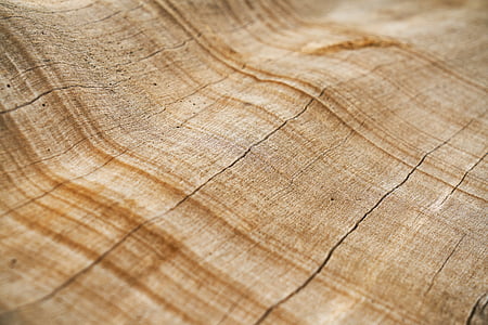 tree, texture, shell, macro thumbnail