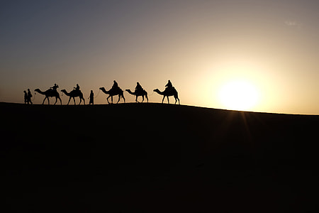 silhouette photo of camel thumbnail