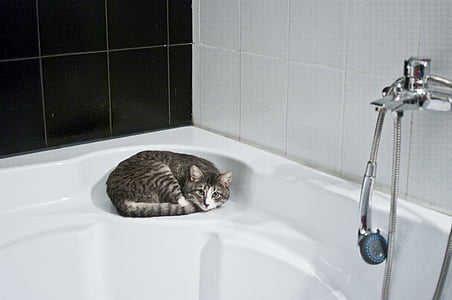 short-fur gray cat lying on white hot tub thumbnail