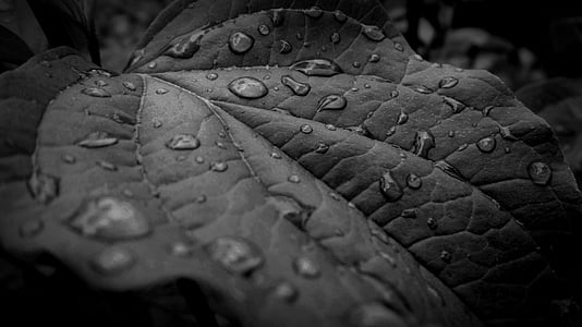grayscale photography of leaf with water drops thumbnail