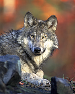 Grey Wolf wildlife in Banff National Park in Alberta, Canada thumbnail