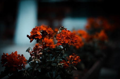 close up photography of red flowers thumbnail