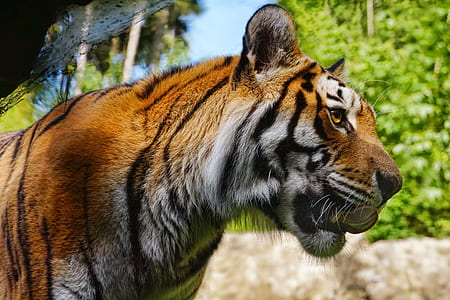 shallow focus photography of tiger thumbnail