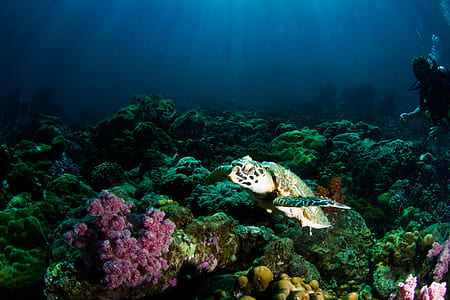 sea turtle underwater thumbnail