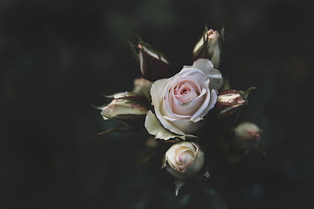 white rose flowers thumbnail