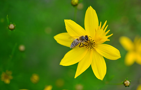 Mädchenauge, Coreopsis Verticillata thumbnail