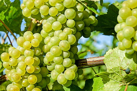 bundle of green grapes thumbnail