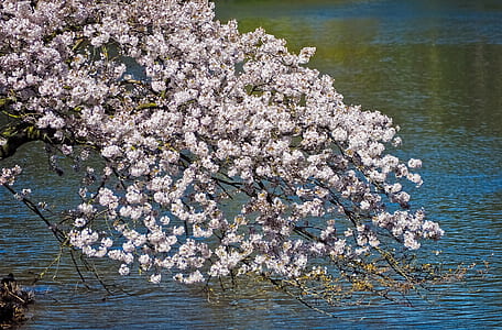 white cherry blossom flowers near body of water at daytime thumbnail