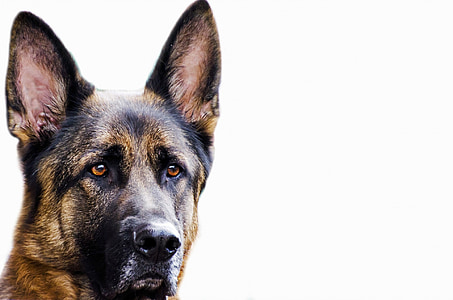adult black and tan German shepher closeup photography thumbnail