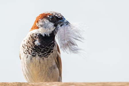 house sparrow, sparrow, nest, build, spring in the mouth, bird thumbnail