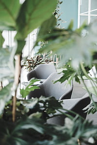 photo of leaves beside chairs thumbnail