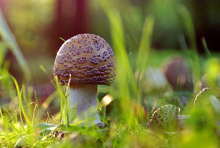 selective focus photography of mushroom thumbnail