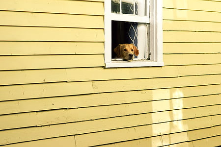 tan dog on window thumbnail