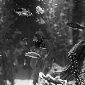 grayscale photo of assorted-specie fishes thumbnail