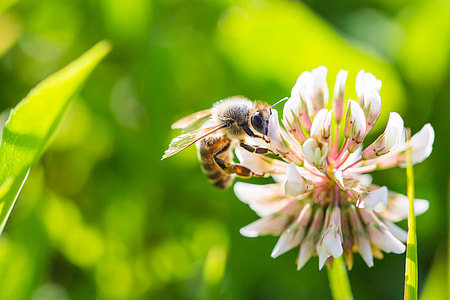 Bee Working on White Clover Flower Close Up thumbnail