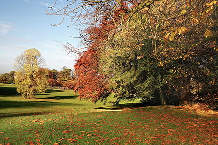 green leafed trees under blue sky thumbnail