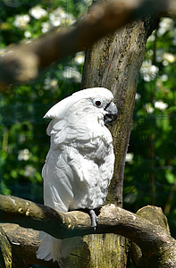 white bird on tree branch thumbnail