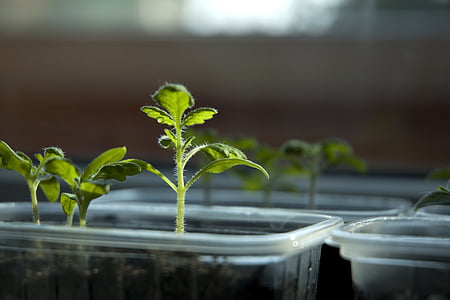 selective focus photography of green leafed plant thumbnail