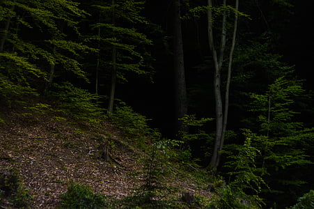 trees in forest thumbnail