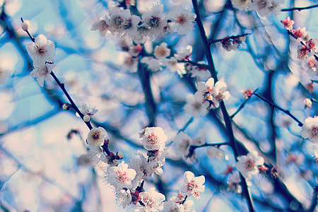 shallow focus photography of white flowers thumbnail