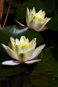 Water lily flowers growing in a koi pond at Rutgers Garden in East Brunswick, NJ. thumbnail