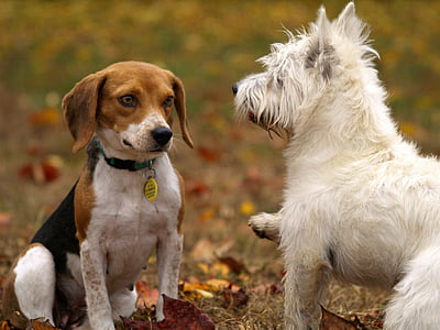 two dog facing each other during daytime thumbnail