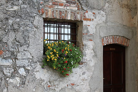 yellow and red flowering plants on window pane thumbnail
