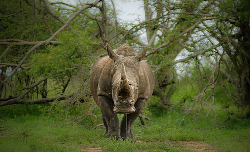gray rhino standing near green trees during daytime thumbnail