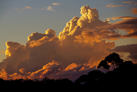 silhouette of tree with cloudy sky thumbnail
