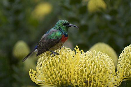 green and black hummingbird on top of flower in shallow focus photography thumbnail