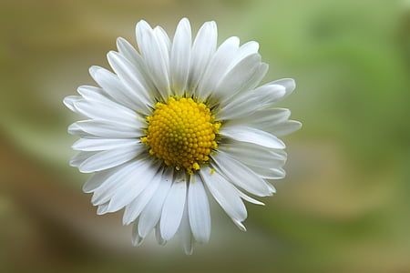 selective focus of white daisy flower thumbnail