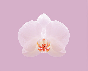 white flower thumbnail