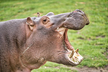 hippopotamus opening mouth thumbnail