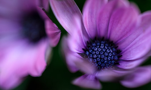 closeup photography of purple osteospermum flowers thumbnail