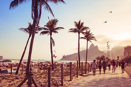 people walking near coconut trees thumbnail