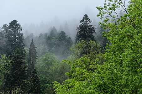 foggy forest thumbnail