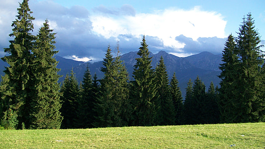 green leafed trees thumbnail
