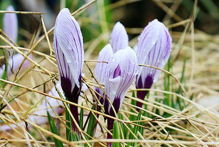 shallow focus photography of purple flowers thumbnail