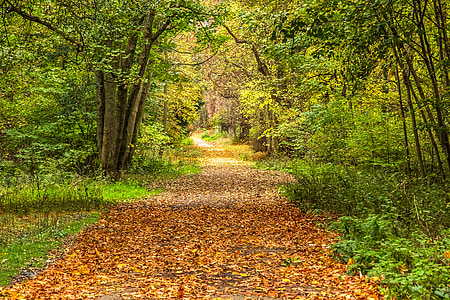 brown leaves in pathway between green trees thumbnail