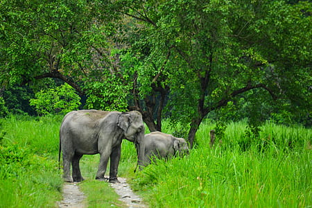 two gray elephants on pathway during daytime thumbnail