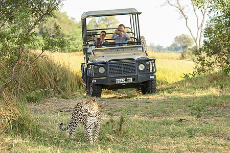 people on UTV looking at leopard thumbnail