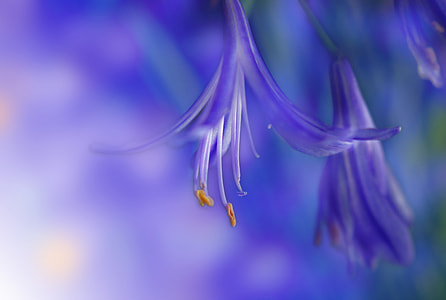 selective focus photography of purple flower thumbnail