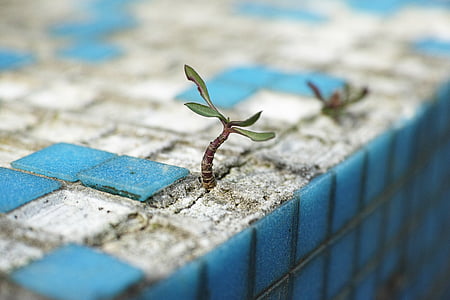 close-up photography of green leaf plant thumbnail