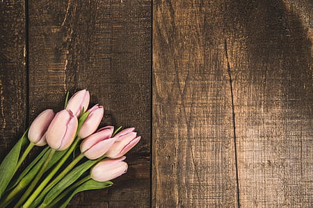 Pink Tulips On Wood Texture Photo thumbnail